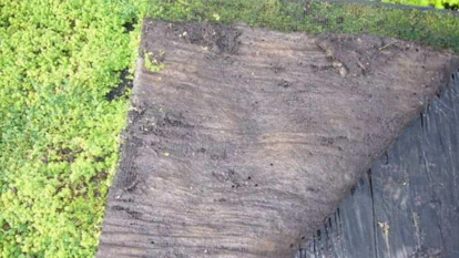 Optigrün Tapis de végétation S/COC 20 Optigrün Tapis de végétation S/COC 20